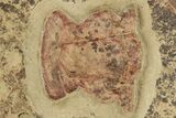 Pair Of Early Cambrian Trilobites (Perrector) - Tazemmourt, Morocco #209718-4